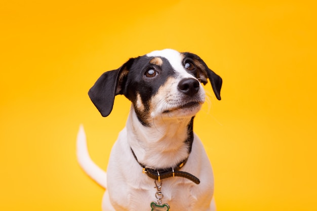 Portraite of happy puppy of Jack Russell Terrier on yellow background