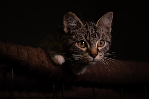 Portraite of little outbred kitten over black background