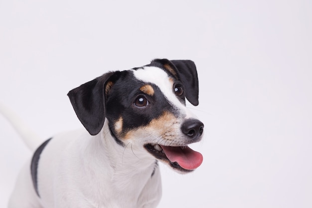Portraite van puppy van Jack Russell Terrier. Hond.