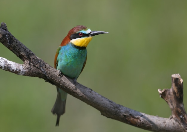 Portraits of bright and saturated color of European bee-eaters.