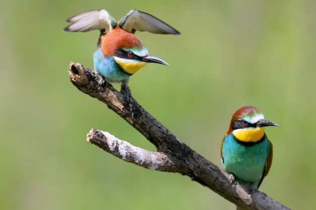 Portraits of bright and saturated color of European bee-eaters.