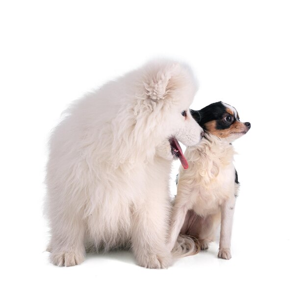 Portraits of a Smaoyed puppy and chihuahua on a white background