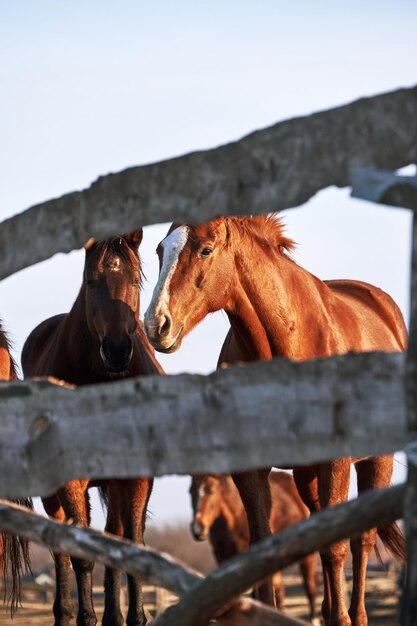 Portraits of young stallions at sunset on farm