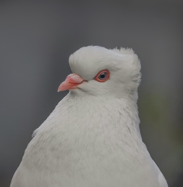 Photo portraiture pigeon bird of peace