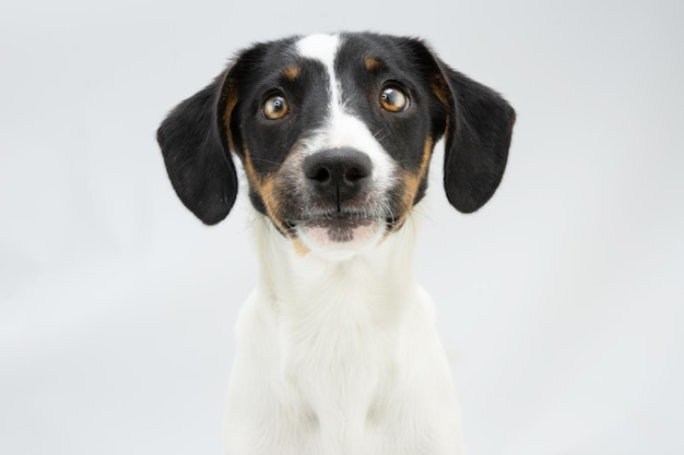 Ritratto di un cucciolo di cane divertente con un'espressione facciale concentrata isolata su sfondo grigio