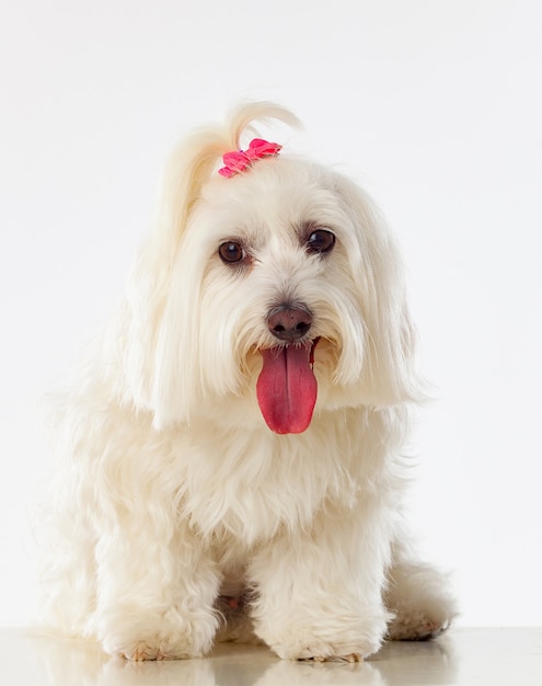 Portratit van een witte hond met lang haar en een varkensstaart