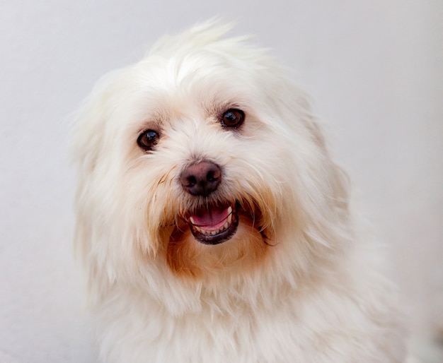Portratit van een witte hond met lang haar