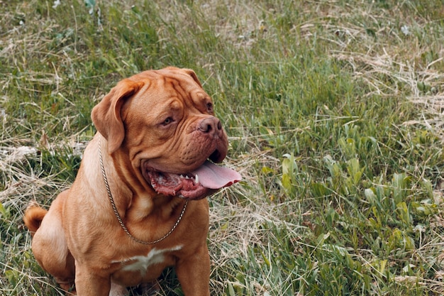 Portret Bordeauxdog. Hond mastiff huisdier.