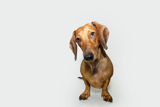 Portret bruine dachshund puppy hond zit en kantelt hoofd zijde geïsoleerd op witte achtergrond