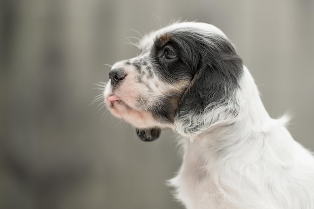 Portret close-up Engelse setter jonge hond