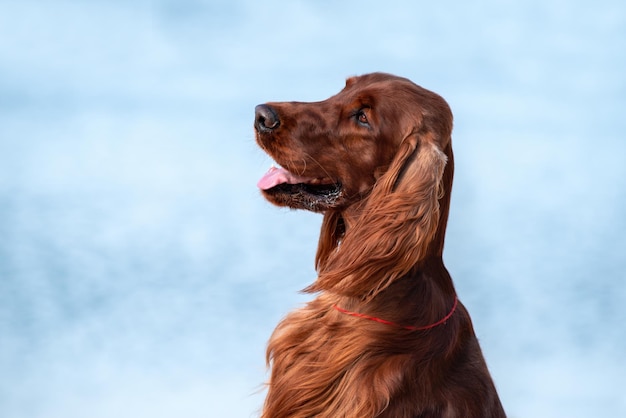 Portret close-up van de prachtige raszuivere Ierse rode setter op een achtergrond van op het strand aan zee op een zonnige dag