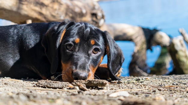 Portret close-up van een teckel pup tegen de achtergrond van de natuur