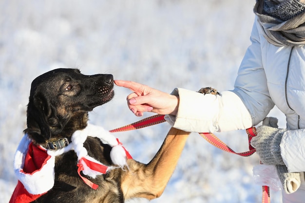 Portret close-up van hond in kerstmuts op sneeuw background