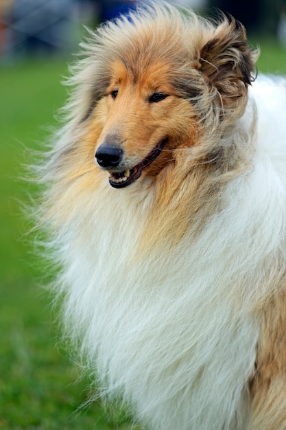 Portret collie op een hondenshow in het voorjaar