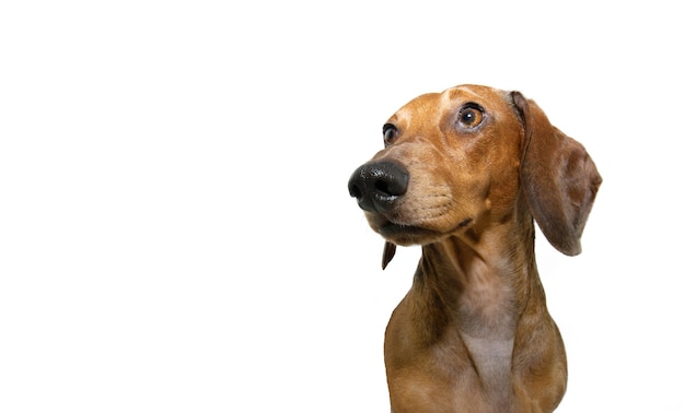 Portret dachshund puppy hond die wegkijkt en om eten vraagt geïsoleerd op witte achtergrond