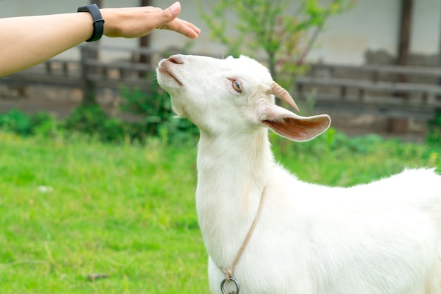 Portret de jonge witte schapen op de grasachtergrond