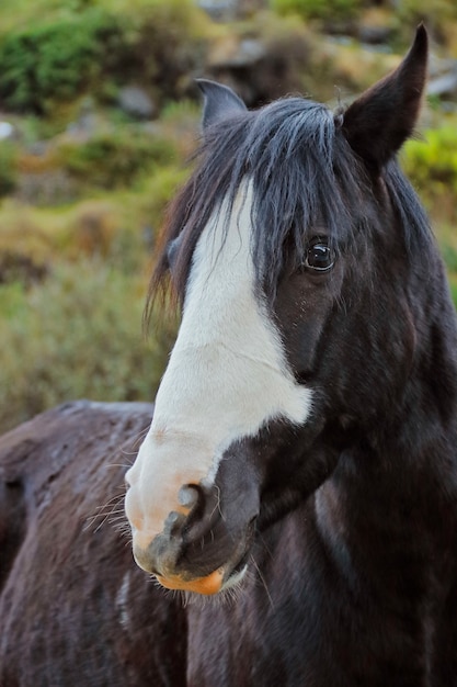 portret detail van een gedomesticeerd paard (Equus ferus caballus)