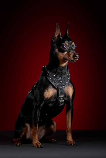 Portret doberman hond met slabbetje in studio met rode achtergrond