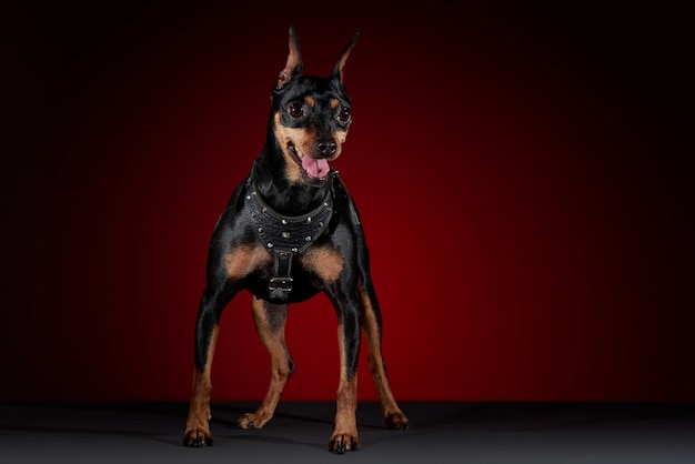 Portret doberman hond met slabbetje in studio met rode achtergrond