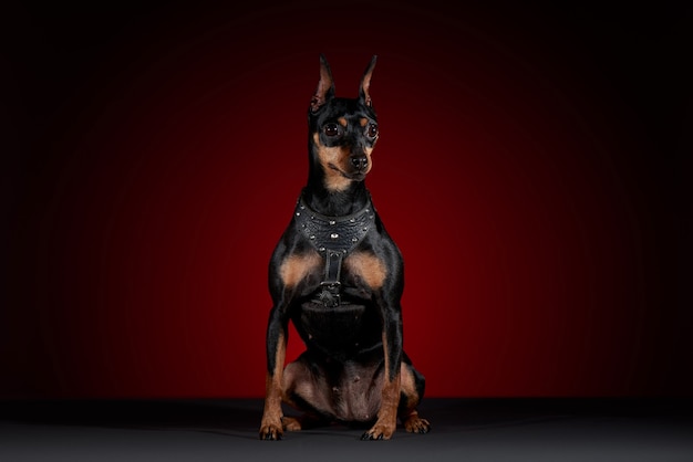 Portret doberman hond met slabbetje in studio met rode achtergrond