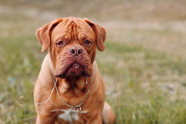 Portret Dogue de Bordeaux. Mastiff huisdier hond.