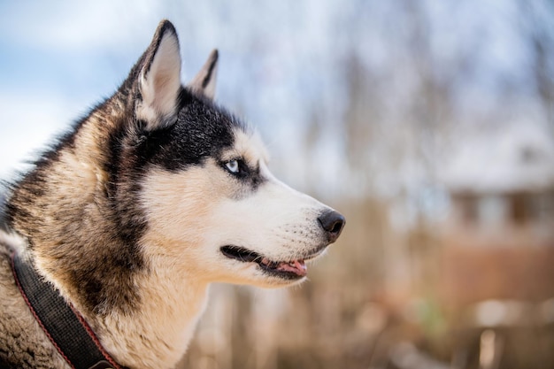 Portret gelukkig emotie husky hond Siberische husky zwart-witte kleur met blauwe ogen