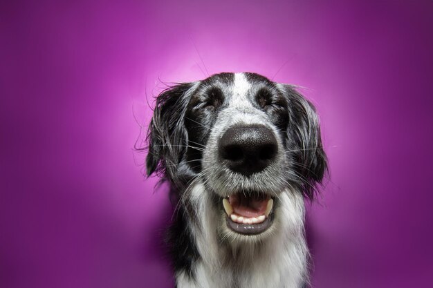 Foto portret gelukkig lachende puppy hondje met gesloten ogen geïsoleerd op paarse lila achtergrond