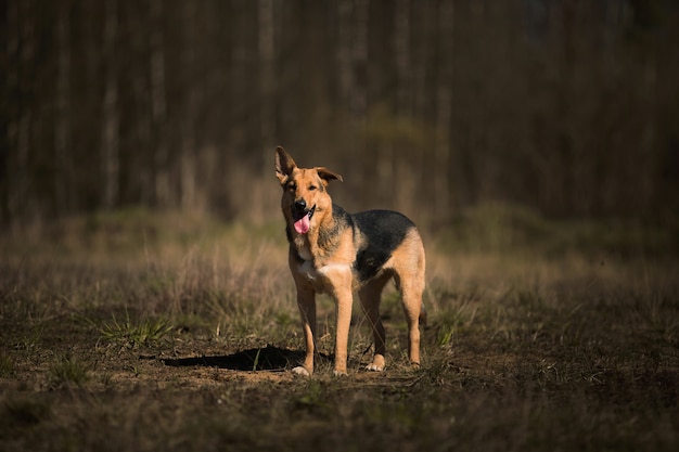 Portret gelukkige bastaard hond wandelen op zonnig veld