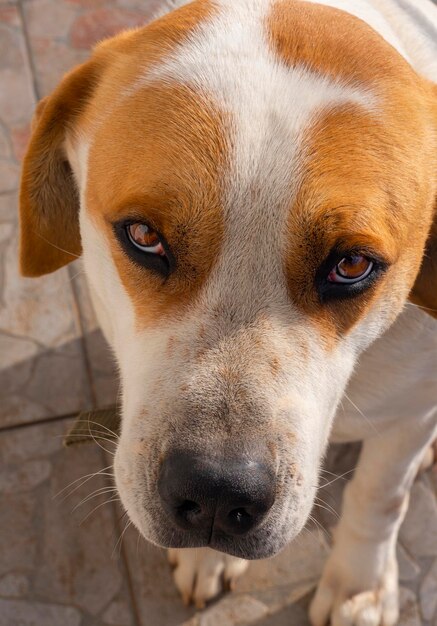 Portret Grote hond met mooie droevige ogen