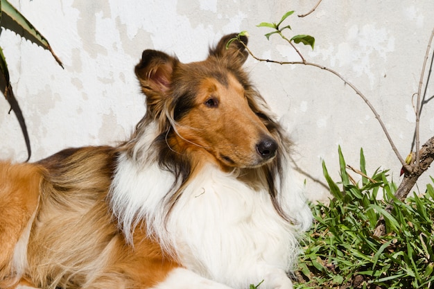 portret hond collie