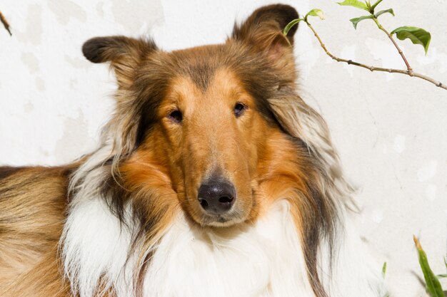 portret hond collie