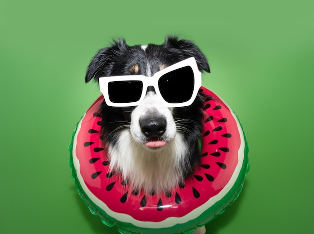 Portret hond huisdier zomer Oberder collie binnenkant van een ring float Geïsoleerd op groene achtergrond