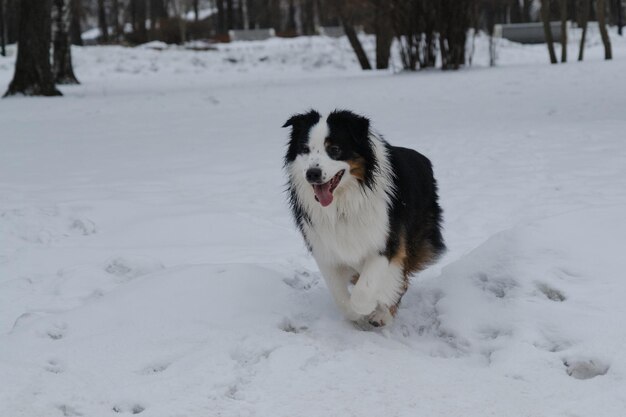 Portret in beweging van de zwarte driekleur van de Australian Shepherd op een achtergrond van witte sneeuw en bomen