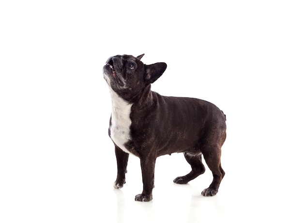 Portret in studio van een schattige bulldog