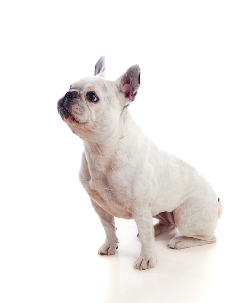 Portret in Studio van een schattige bulldog