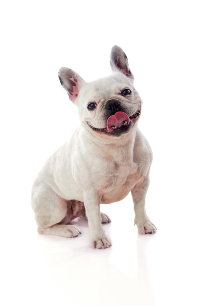 Portret in Studio van een schattige bulldog