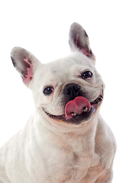 Portret in Studio van een schattige bulldog