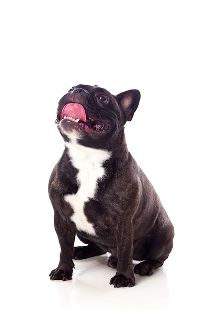 Portret in Studio van een schattige bulldog