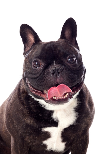 Portret in Studio van een schattige bulldog