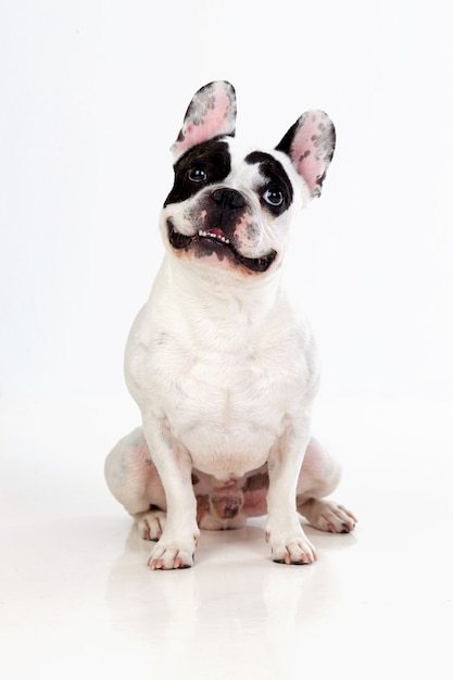 Portret in Studio van een schattige bulldog