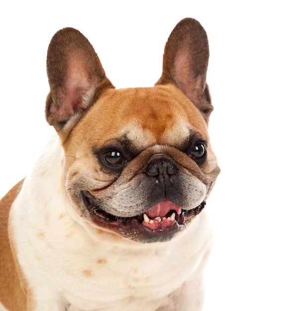 Portret in studio van een schattige bulldog