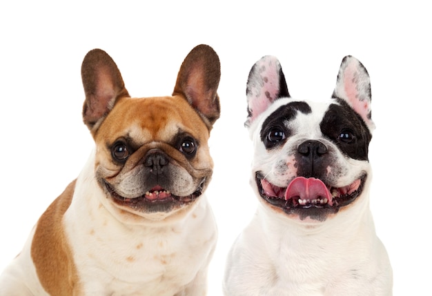 Portret in Studio van schattige buldoggen