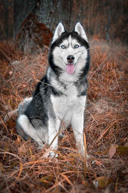 Portret lachende Siberische Husky hond met blauwe ogen in donker herfstbos in droog geel gras