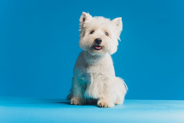 Portret Maltese schoothondje Close-up portret kleine witte hond.