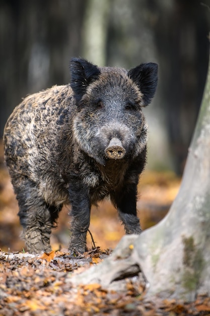 Portret mannelijk Wildzwijn in de herfstbos