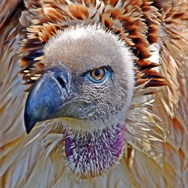 Foto portret met een grote bruine kaapse gier
