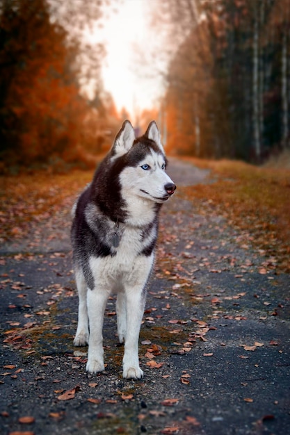 Portret prachtige Siberische husky hond staande op het pad in een magisch charmant herfstpark