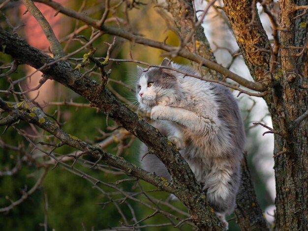 Foto portret schattig katje klimt tussen boomtakken in een tuin mooie kat, zittend op een boom