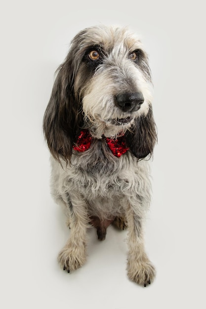 Portret schattige blauwe Gascogne Griffon hond viert verjaardag Kerstmis of Valentijnsdag wegkijken geïsoleerd op grijs witte achtergrond