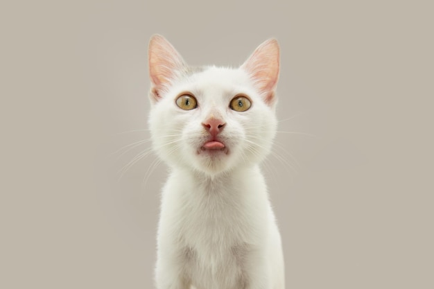 Foto portret schattige en witte kat tong uitsteekt geïsoleerd op grijze achtergrond